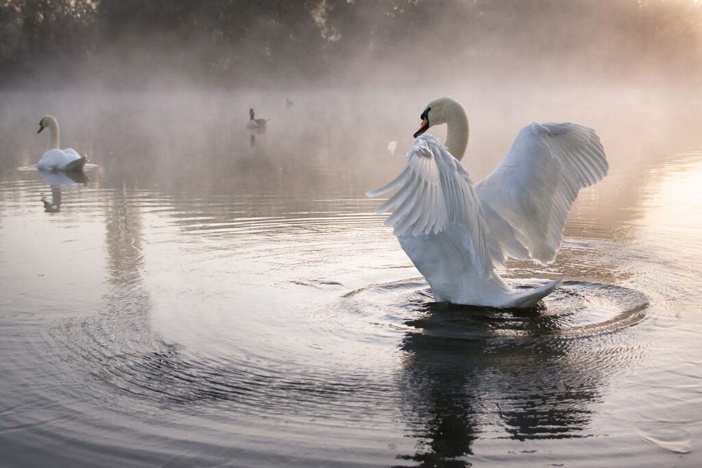 Swan Retail